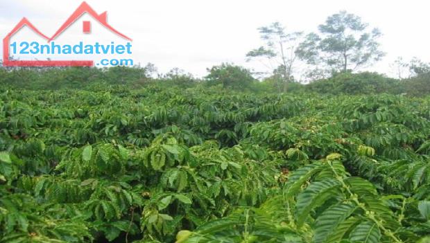 Bán 13,412 m2 đất nông nghiệp đang canh tác cách trung tâm gia nghĩa 12km gần đường nhựa.