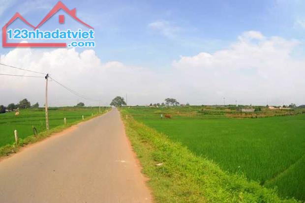 Bán đất ruộng đường tránh TPST (QL1A)