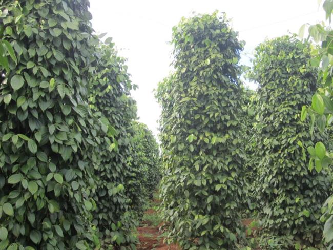Bán rẫy Cà phê và Tiêu đang cho trái năm 2. Đất chính chủ đang làm sổ đỏ