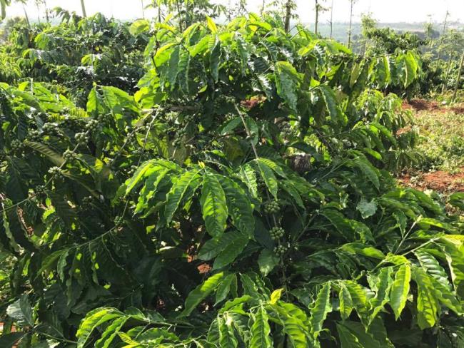 Bán đất rẫy trồng tiêu, trồng cà phê Đắk Nông