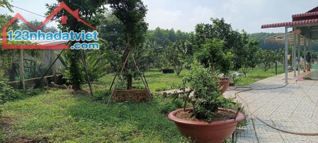 Vườn Bười đường xe tài Bình Lợi, Vĩnh Cửu, Đồng Nai, 6600m2, giá 10 tỷ 500. - 4