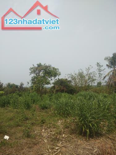 Bán 11x38 đất ONT Đường 600B, Huyện Tân Phú chưa qua đầu tư - 1