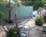 Bán Căn Nhà Vườn 180 m2 👉 Gần Bách Hóa Xanh Thới Tam Thôn, Hóc Môn
