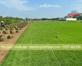Bán c.ỏ lá gừng, c.ỏ sân vườn giá rẻ ở HCM, Đồng Nai, BRVT