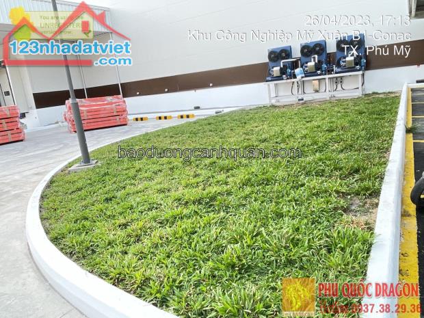 Bán c.ỏ lá gừng, c.ỏ nhung trồng sân vườn ở Đồng Nai, HCM, Vũng Tàu