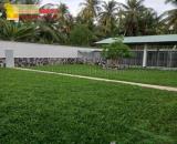 Trồng c.ỏ thảm nghệ thuật sân vườn ở HCM, Đồng Nai, Bình Dương