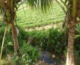 Cần bán 8 sào cây trồng Hàm Chính view sông -Hàm Thuận Bắc giá rẻ đầu tư