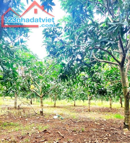 Bán vườn xoài 1100m2, có sẵn 100m2 thổ cư, nở hậu, đường bê tông, view hồ Trị An.