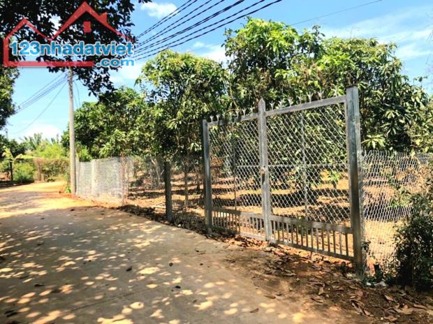 Bán vườn xoài 1100m2, có sẵn 100m2 thổ cư, nở hậu, đường bê tông, view hồ Trị An. - 1