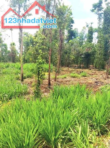 Bán 200m2 đất full thổ cư, đường bê tông, lộ giới 16m, chỉ 655 triệu. - 2