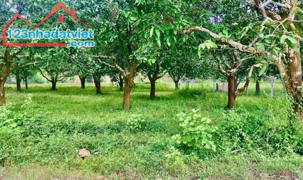 Bán đất ngay trung tâm xã, gần trường học, chợ, khu công nghiệp..