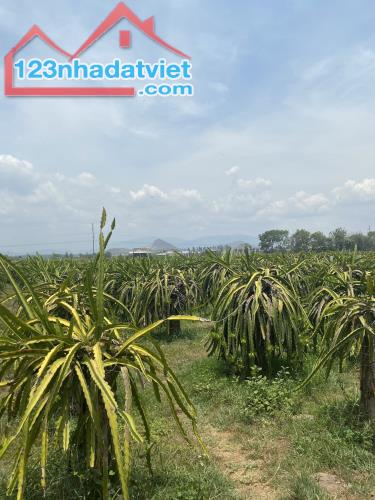 Cần bán 4 sào 5 cây lâu năm có 100m2 đất thổ cư km 16 Hàm Cường Hàm Thuận Nam gầnngay QL1A
