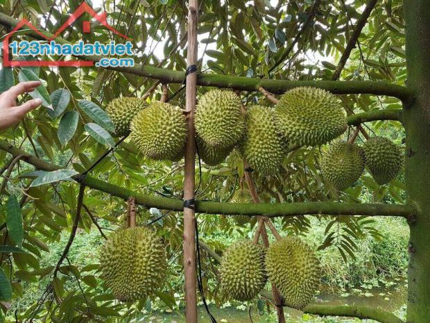NHÀ KẸT TIỀN BÁN RẺ 3.000M2 ĐẤT VƯỜN SẦU RIÊNG 3 NĂM TUỔI, TRÁI SUM XÊ - 1