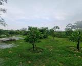 Đất vườn có 80m2 thổ cư Tân Bình, Vĩnh Cửu, Đồng Nai, 1000m2, giá 3 tỷ.