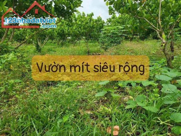 ✅VƯỜN MÍT 5.500M2  PHƯỚC LONG THỌ - NGAY HÔNG KHU CÔNG NGHIỆP ĐẤT ĐỎ -650TR/SÀO ✅DT  5.500 - 1