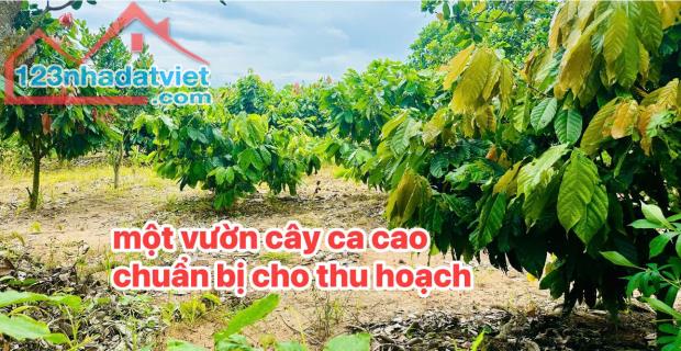 Bán Đấ𝘵  Cư Ni Ea Kar Quy Hoạch đô 𝘵hị Lên Phường Giá F0 chưa đầu 𝘵ư - 2