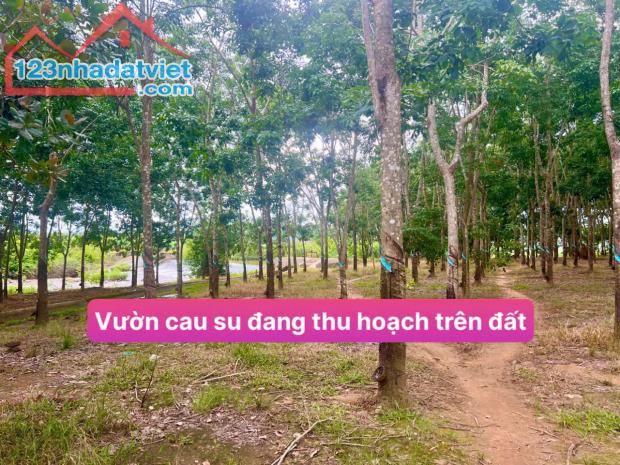 Suối ôm quanh đất sẵn điện, sẵn nhà nguồn thu sẵn 20tr/tháng 3.6ha thực tế 4ha 700tr/ha - 3