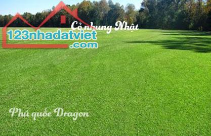 Bán cỏ nhung Nhật, cỏ sân golf, sân banh giá rẻ tại Đồng Nai, Long An