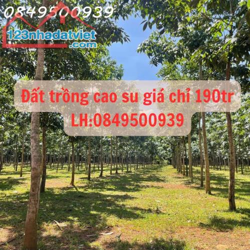 Chính chủ cần tiền trả nợ ngân hàng nên muốn nhượng lại lô đất trồng cao su 5 năm tuổi