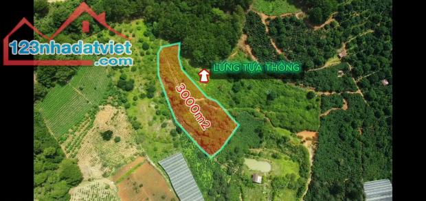 Bán 3000m2 Đất Nông Nghiệp Xuân Trường, Đà Lạt – View Rừng Thông Yên Tĩnh, Giá F0 - 4