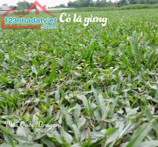 Cung cấp cỏ lá gừng Thái Lan giá rẻ tại Đồng Nai, Long An, Vũng Tàu