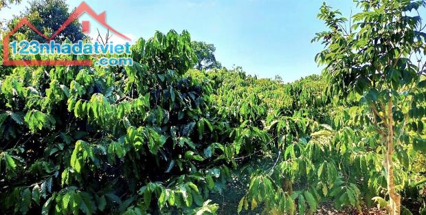 Bán đất vườn cà phê giáp suối có ao sẵn thổ cư giá siêu tốt Lộc An Bảo Lâm Bảo Lộc