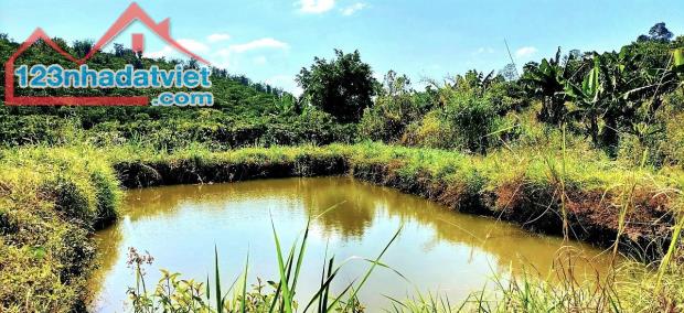 Bán đất vườn cà phê giáp suối có ao sẵn thổ cư giá siêu tốt Lộc An Bảo Lâm Bảo Lộc - 2