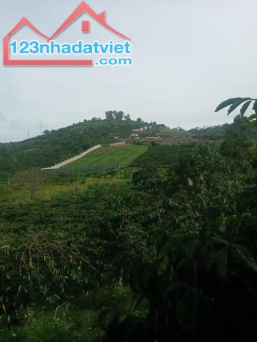 BÁN ĐẤT ĐẸP - Vị Trí Đắc Địa Tại Huyện Di Linh, Lâm Đồng - 4