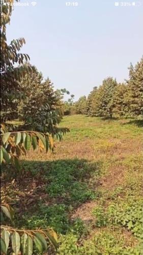 Chủ cần bán Gấp vườn Sầu Riêng DT gần 5.000M2, đã thu hoạch 1 năm. Giá 2,8 Tỷ - 2