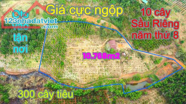 Chỉ 750tr cho 1ha đất rẫy view suối có nguồn thu gần Tp.Gia Nghĩa tỉnh Đắk Nông