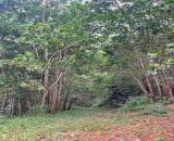 Bán 288 Ha đất rừng trồng toàn bộ cây keo 5 năm