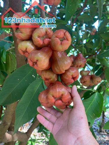 bán vườn trái cây 30.000m2 đường oto view đẹp xã Diên Tân, Diên Khánh giá rẻ