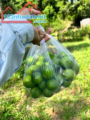 bán vườn trái cây 30.000m2 đường oto view đẹp xã Diên Tân, Diên Khánh giá rẻ - 1
