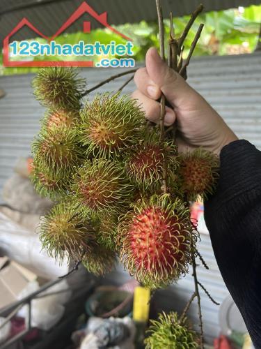 bán vườn trái cây 30.000m2 đường oto view đẹp xã Diên Tân, Diên Khánh giá rẻ - 3