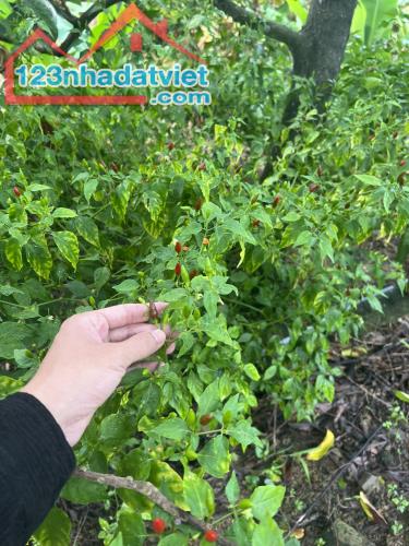 bán vườn trái cây 30.000m2 đường oto view đẹp xã Diên Tân, Diên Khánh giá rẻ - 4