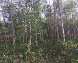 Nhượng dự án trồng rừng Lâm Đồng, 300 ha, 30 tỷ