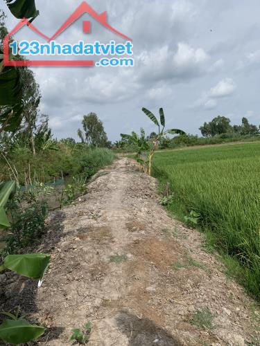 Bán đất ruộng xã Phương Trà, Huyện Cao lãnh tỉnh Đồng tháp