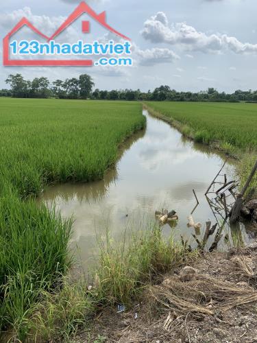Bán đất ruộng xã Phương Trà, Huyện Cao lãnh tỉnh Đồng tháp - 1
