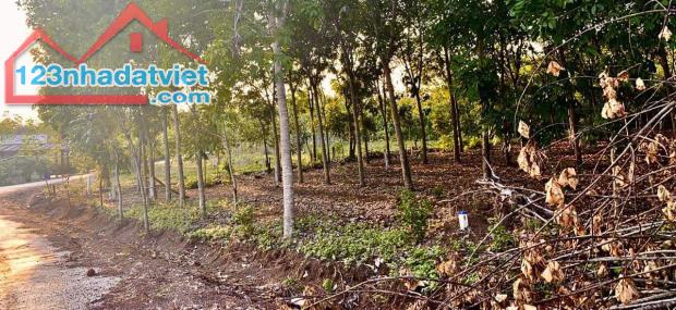 chính chủ bán lỗ đất đang trồng tràm 2000m2 giá 240tr gần biển quảng ngãi
