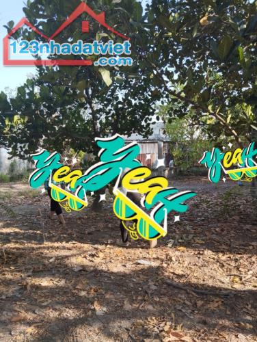 BÁN ĐẤT SỔ HỒNG RIÊNG ĐƯỜNG NHỰA DIỆN TÍCH KHỦNG 1/ TÔ KÝ , XÃ TÂN XUÂN , HÓC MÔN - 3