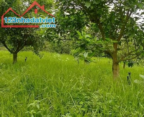 550m2 đất thổ cư sổ đỏ sẵn vườn cây ăn trái về làm nhà vườn xã Minh Trí, Sóc Sơn.+ - 1