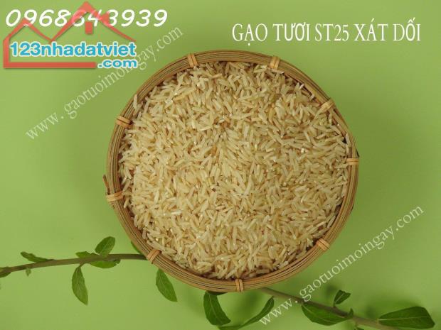 Gạo XÁT DỐI ST25 lúa tôm – Nguồn dinh dưỡng bị lãng quên, Miễn Phí Giao Hàng Toàn Quốc