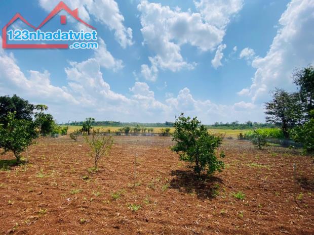 💥  3,2 sào Đất View cánh đồng cực đẹp Hòa Khánh – Đất Thổ cư 400m2 - 2