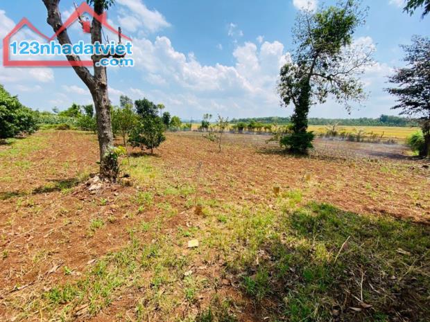 💥  3,2 sào Đất View cánh đồng cực đẹp Hòa Khánh – Đất Thổ cư 400m2 - 5