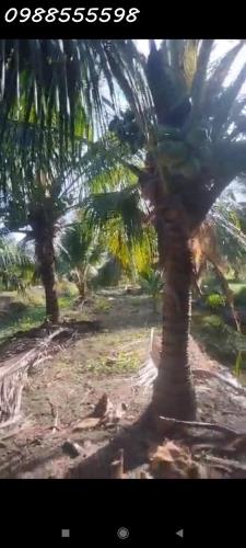 Bán đất vườn dừa, 6300m2, tại cù lao Tam Hiệp, Bình Đại, Bế Tre giá đầu tư - 3
