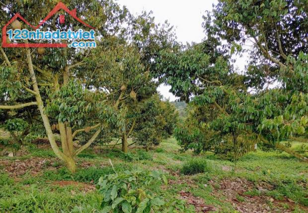 3,8ha sầu riêng thuộc hiệp hòa ninh gia đức trong Lâm Đồng