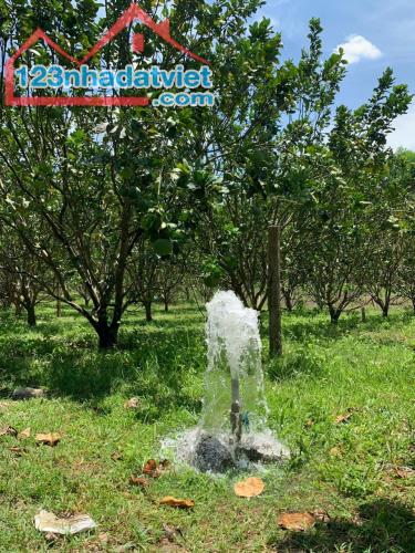 Bán vườn bưởi Khánh Trung Khánh Vĩnh giá rẻ - điện nước đầy đủ - 2