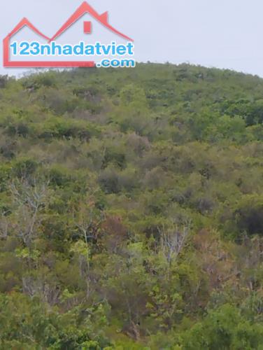 Bán đất rẫy có rừng Xà Cừ cách Nha Trang 12Km 3135m2 - 1