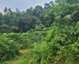 Bán gấp lô đất có diện tích 1,6ha full đất rừng sản xuất thuộc huyện Kim Bôi - Hoà Bình