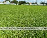 Trồng c.ỏ nhung nhật, cỏ sân vận động ở HCM, Đồng Nai